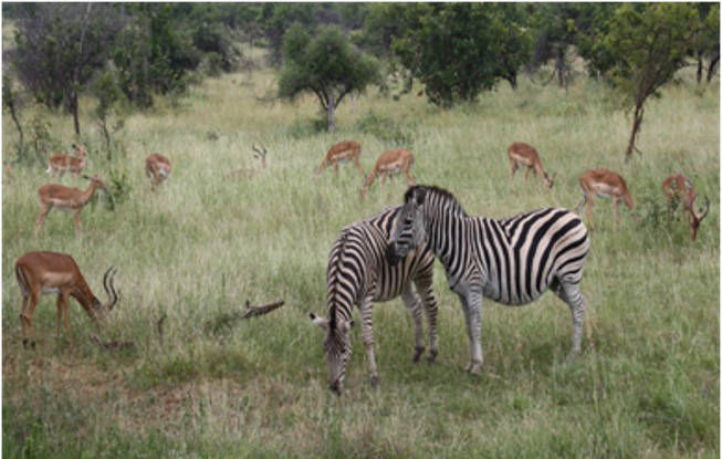 Kruger National Park